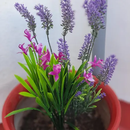 אכסניה Montys *